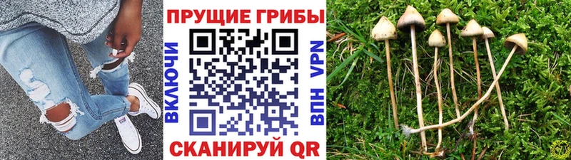 закладка Сосновоборск omg ONION Псилоцибиновые грибы Magic Shrooms